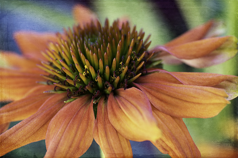 Echinacea