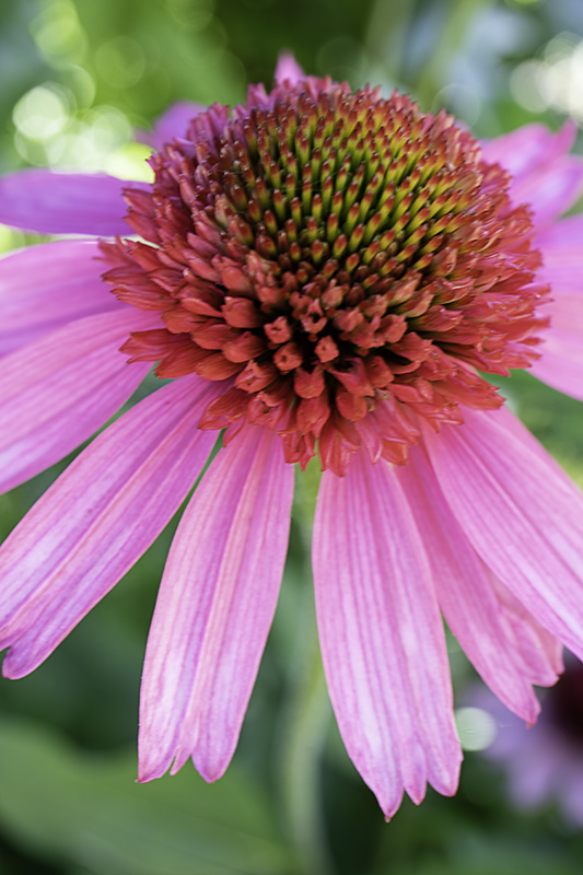 Echinacea2