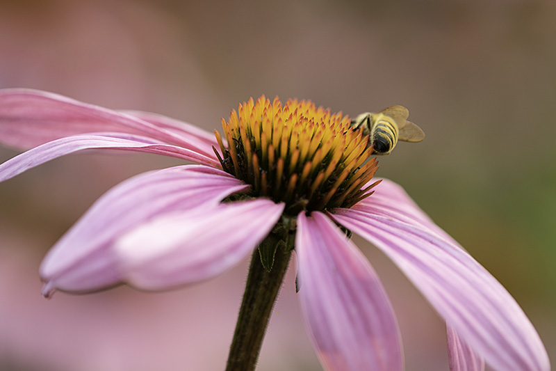 Echinaceawbee