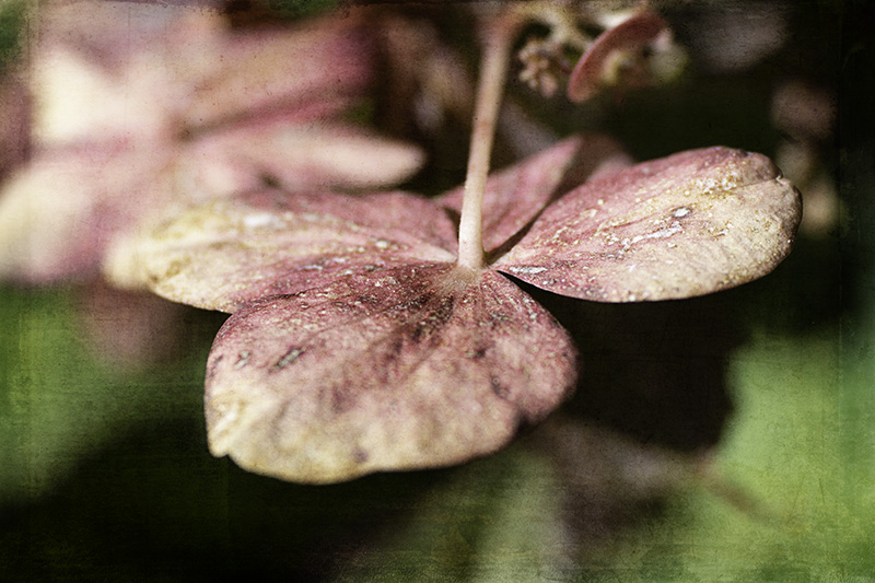 FadingHydrangea