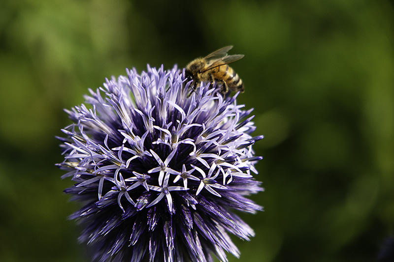 GlobeThistle