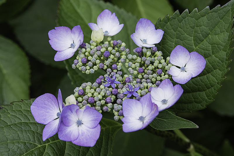 Hydrangea