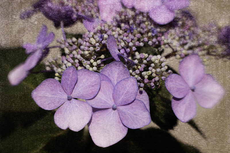 Hydrangea2