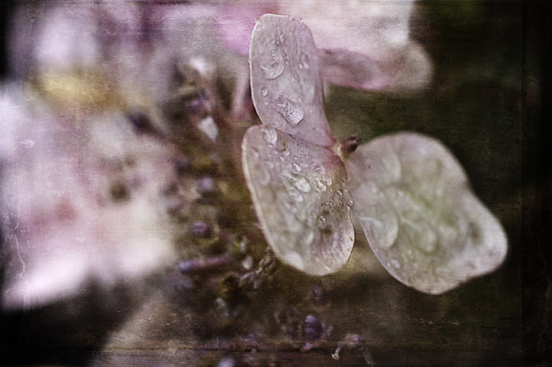 Hydrangeawraindrops