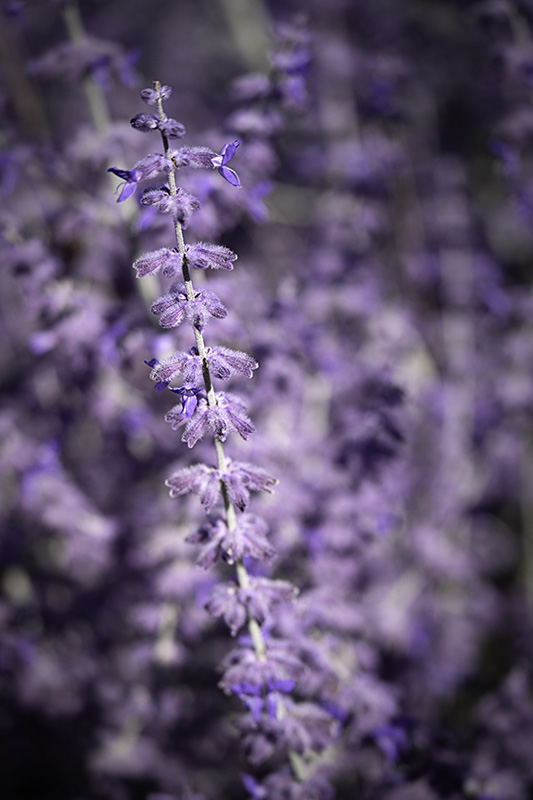 Lavender