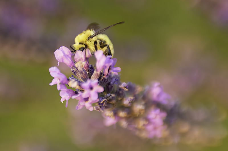 LavenderwBee