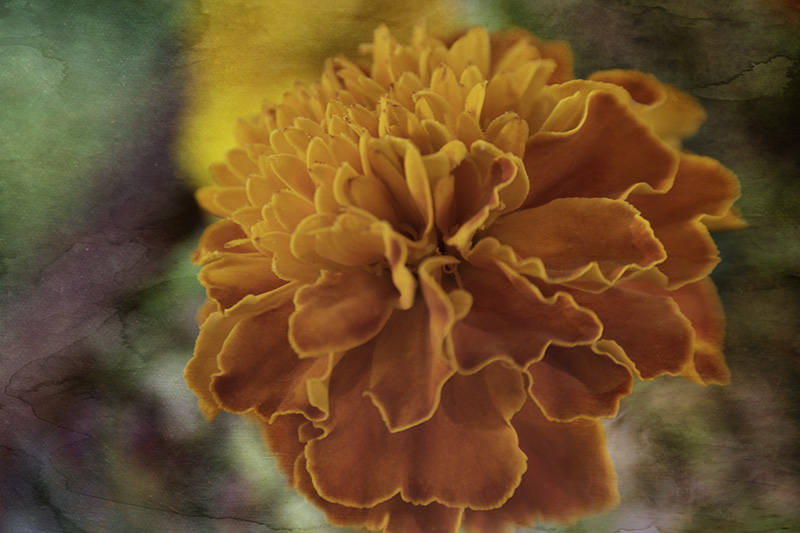 Marigold