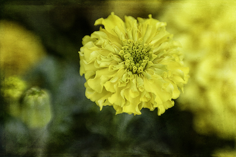 Marigold