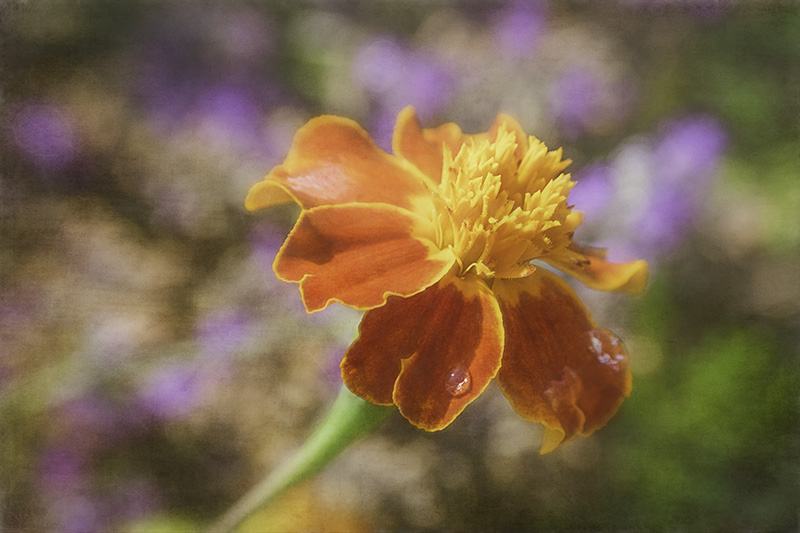 Marigold_Chalk
