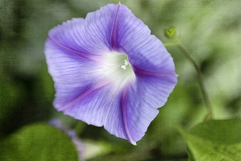 MorningGlory