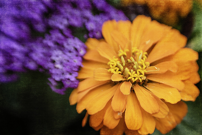 Orange_Purple