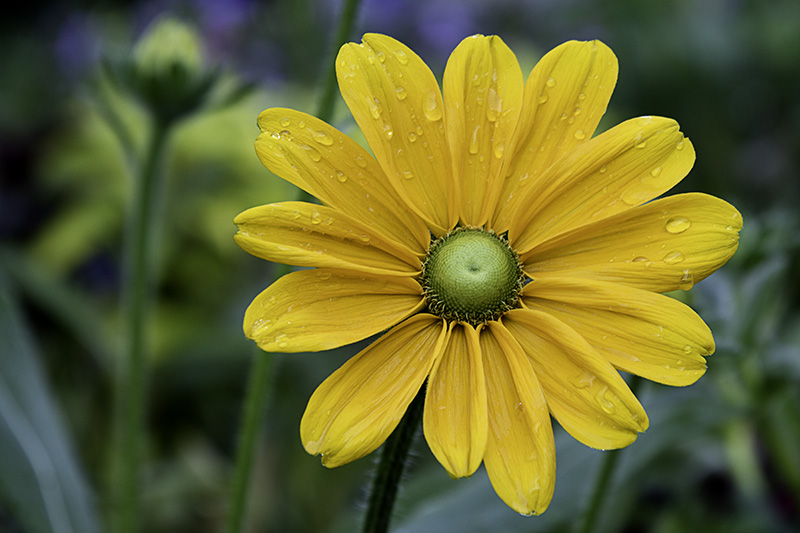Rudbeckia