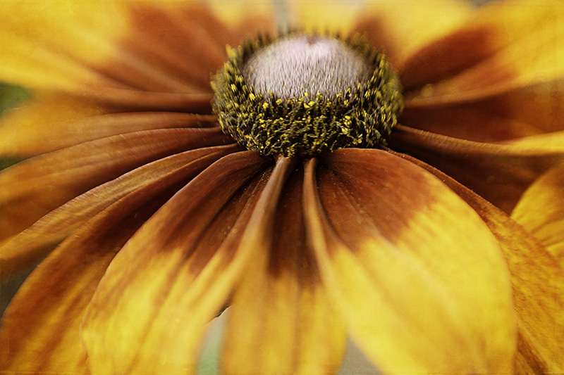 Rudbeckia