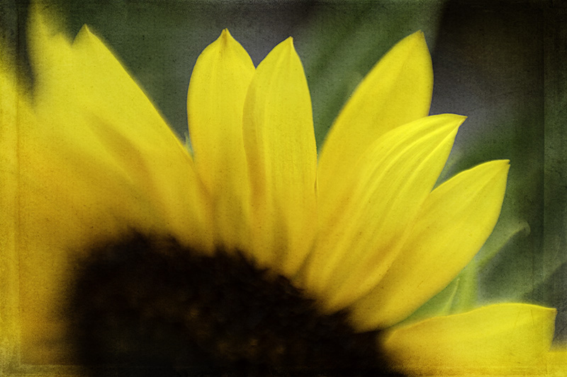 Sunflower2