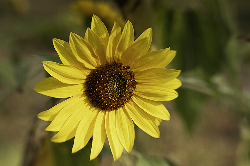 Sunflower2