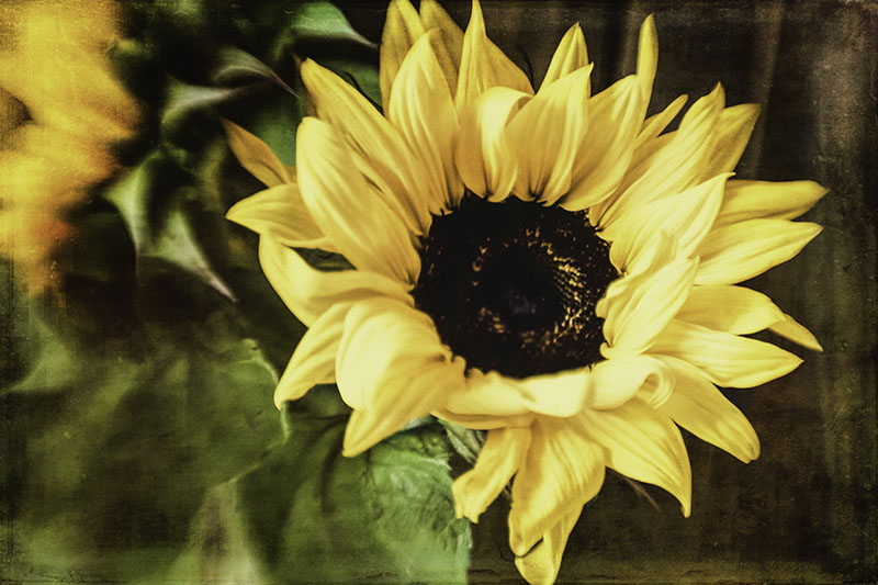Sunflower2