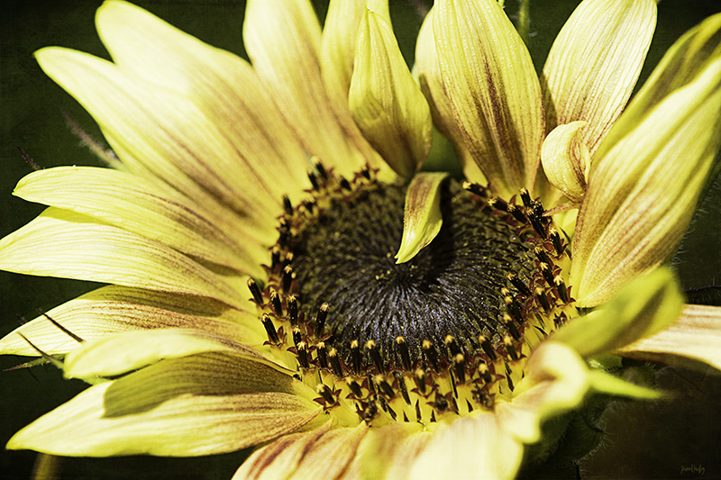 Sunflower630182w