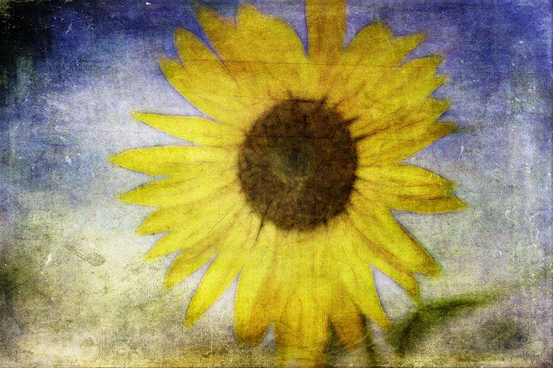 SunflowerImpression