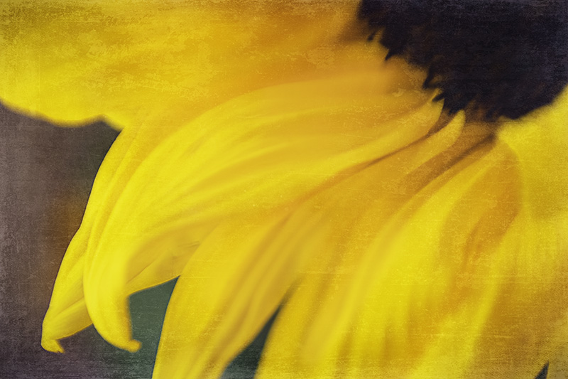 Sunflower_Abstract
