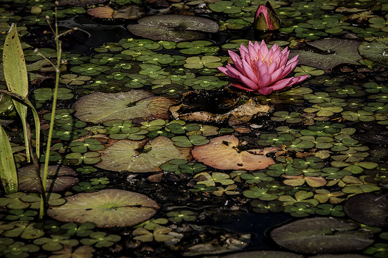WaterLily