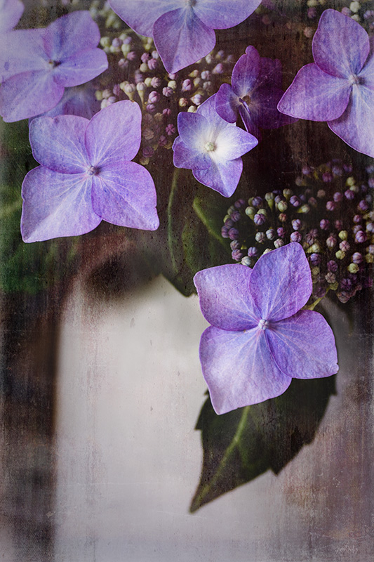 Hydrangea2