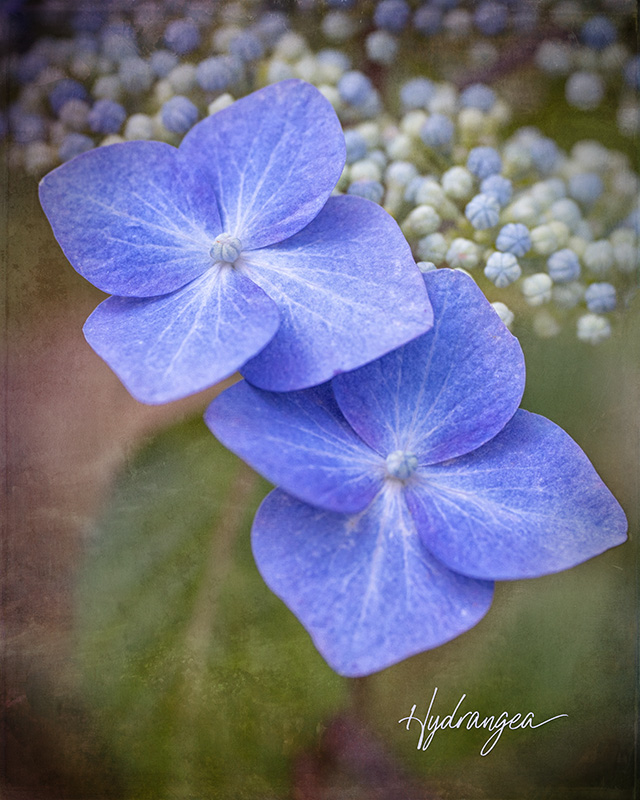 Hydrangea2