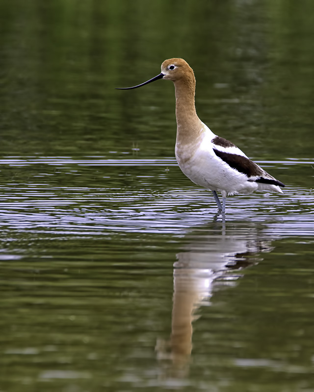 Avocet1