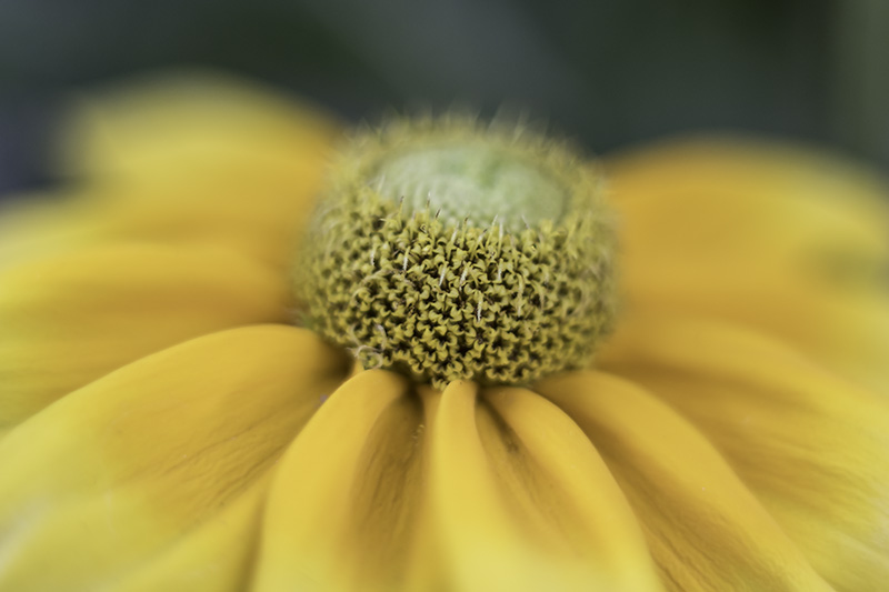Rudbeckia