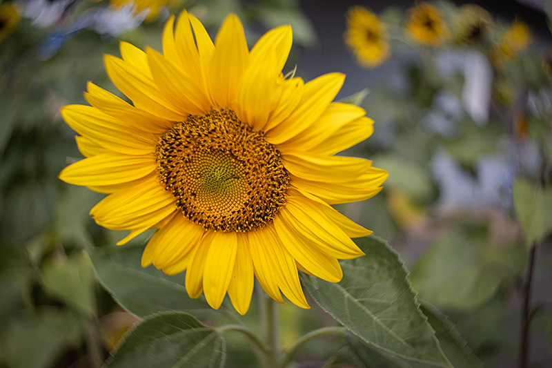 1_Sunflower