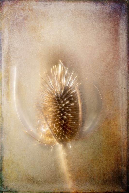 1_Teasel