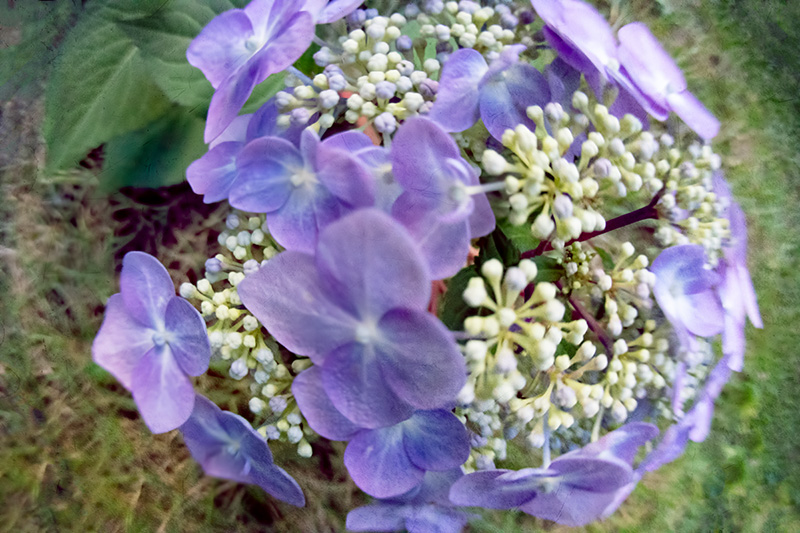 2_Hydrangea