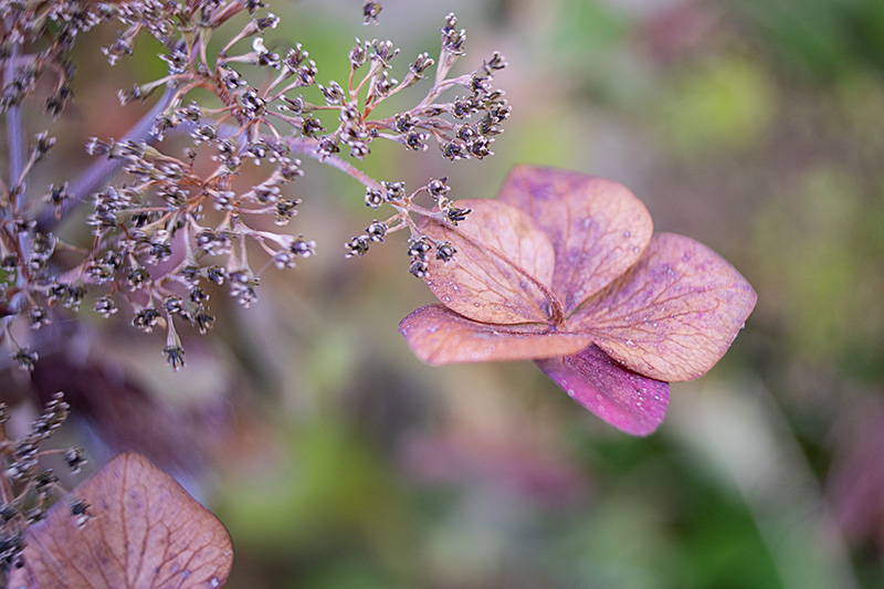 3_Hydrangea