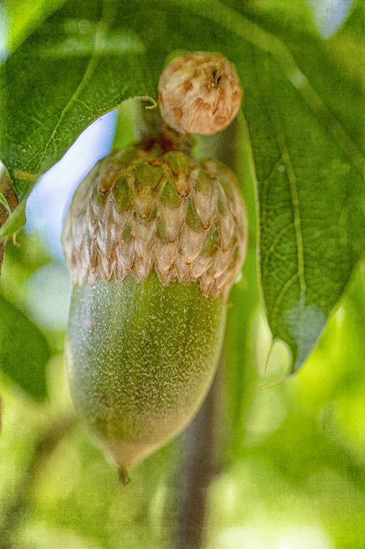 Acorn