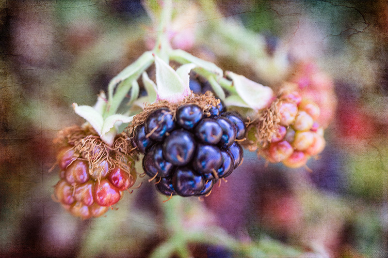 Blackberries