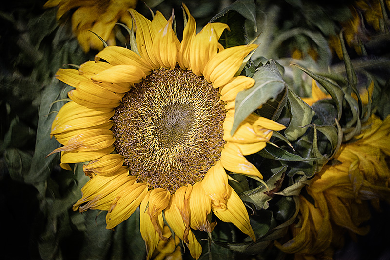 Fading-Sunflower