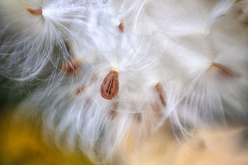 Milkweed