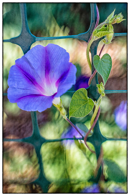 MorningGlory