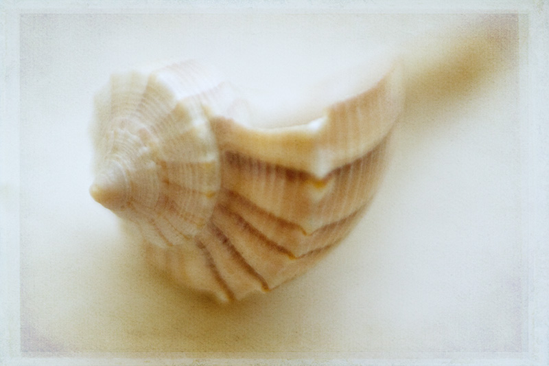Seashell