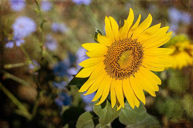 Sunflower2