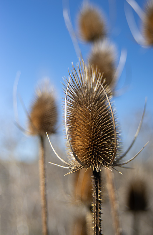 Teasel