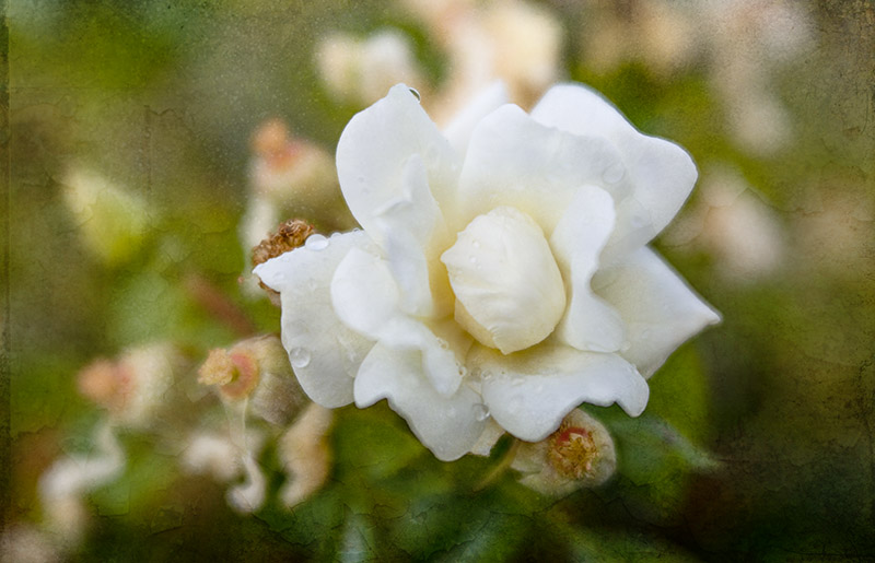 WhiteRose2