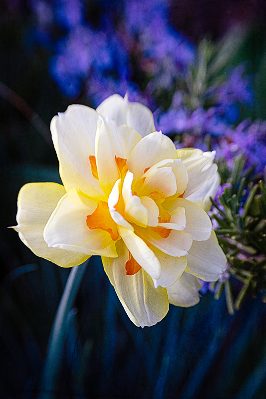 1_Daffodil