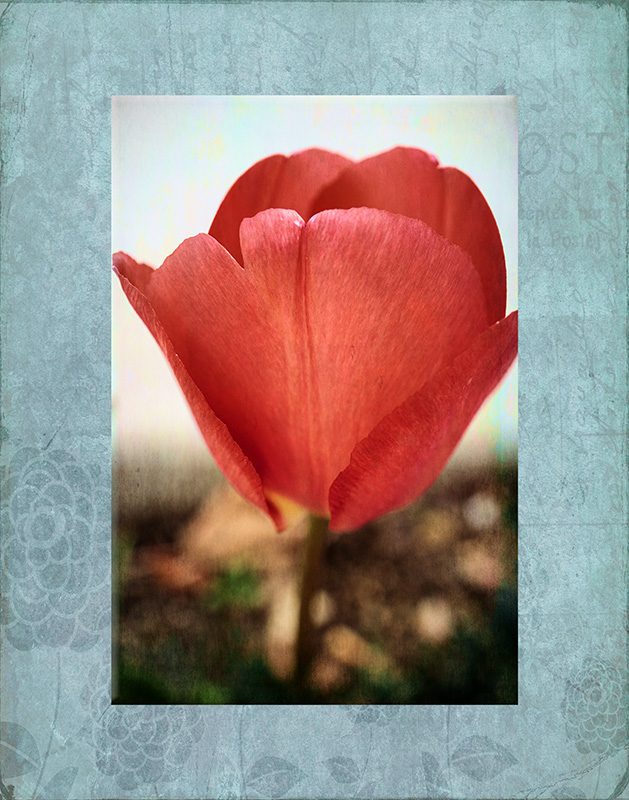 1_Tulip
