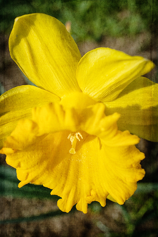 2_Daffodil