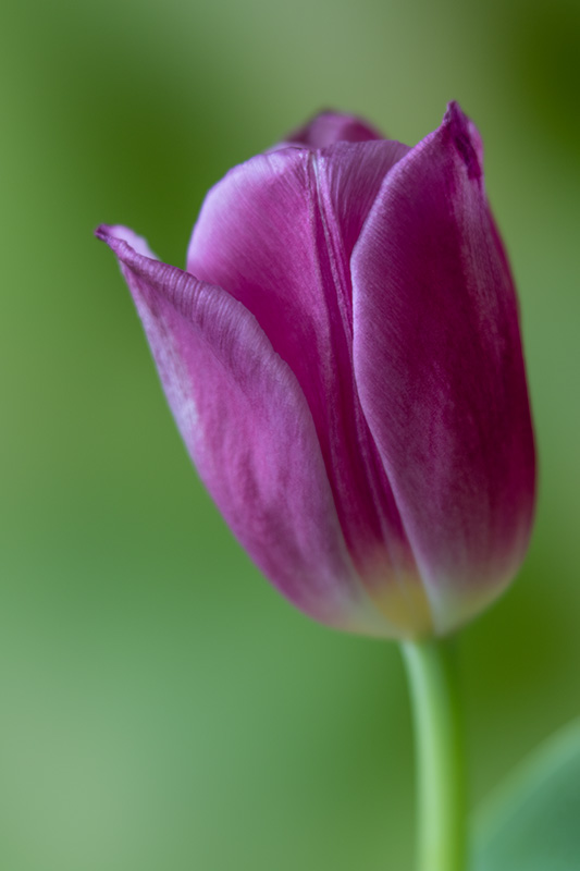 2_Tulip