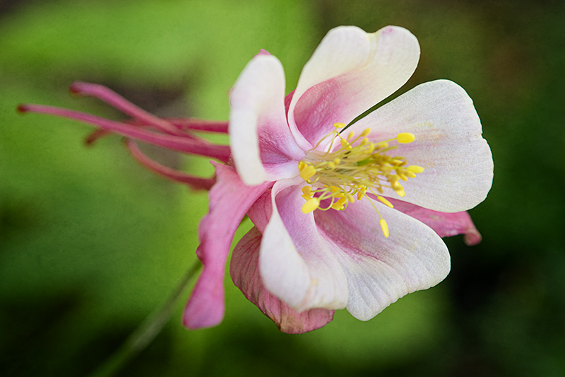 Columbine