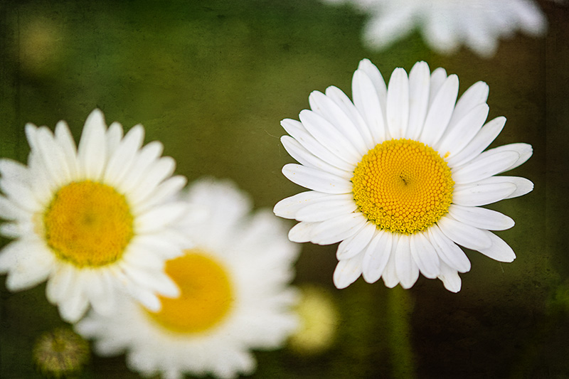 Daisies