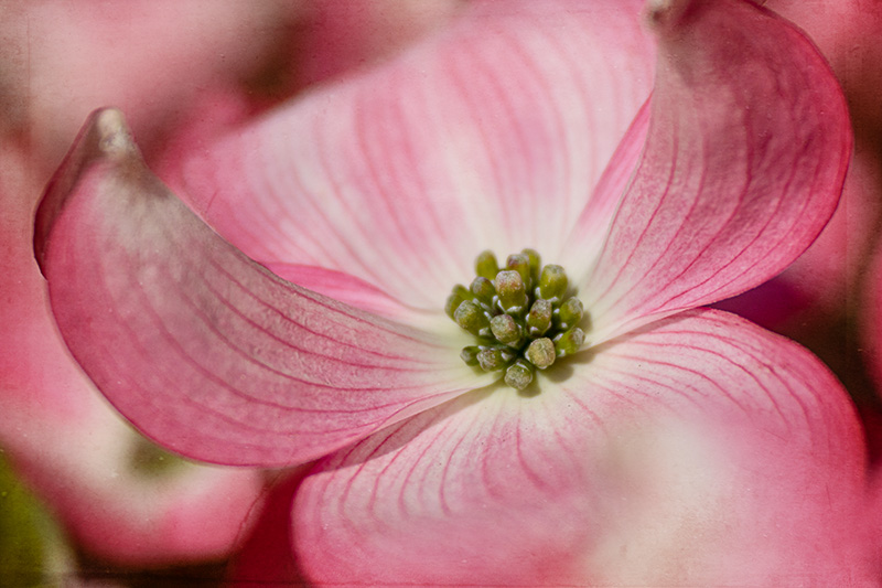 Dogwood