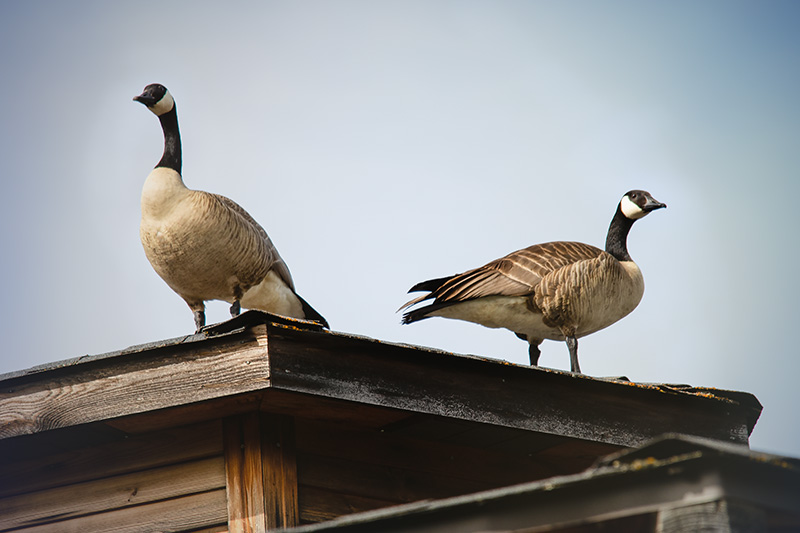 Geese
