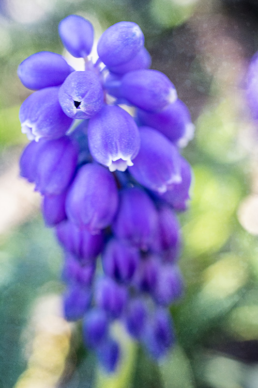 GrapeHyacinth